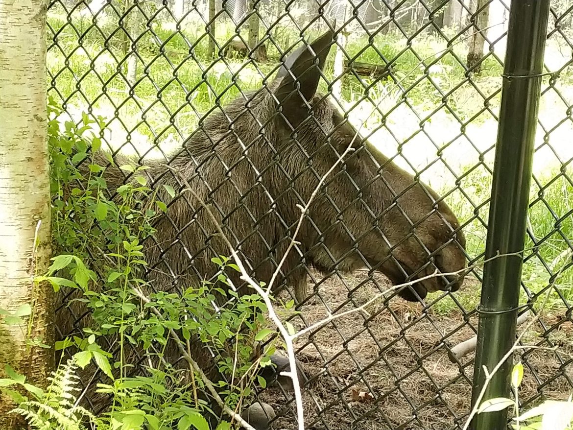 Maine Wildlife Park