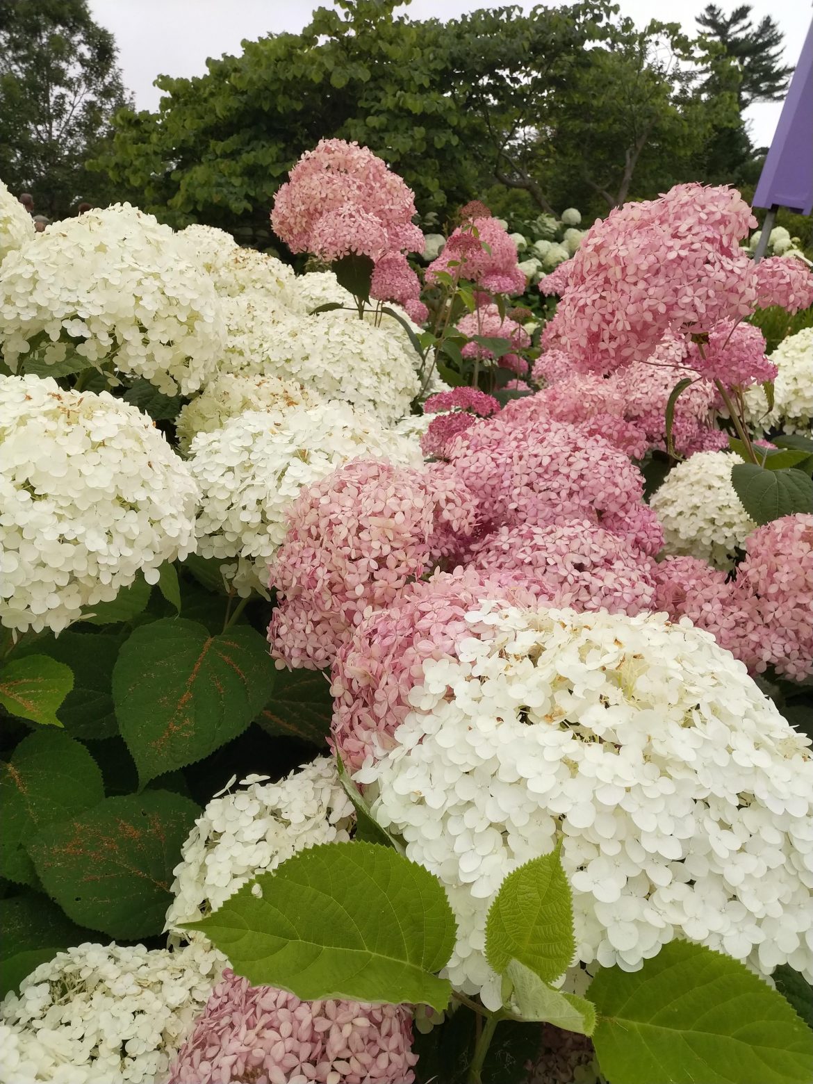 Coastal Maine Botanical Gardens