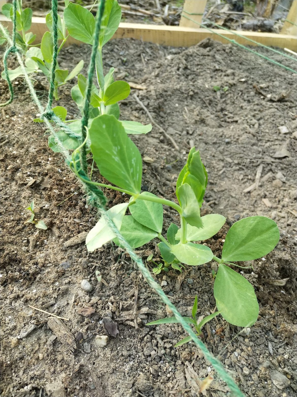 Garden Journal- Volume 3