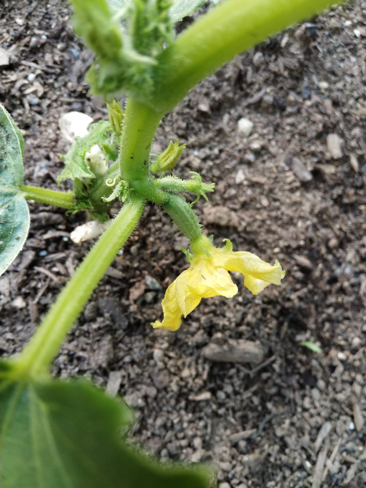 Garden Journal- Volume 4