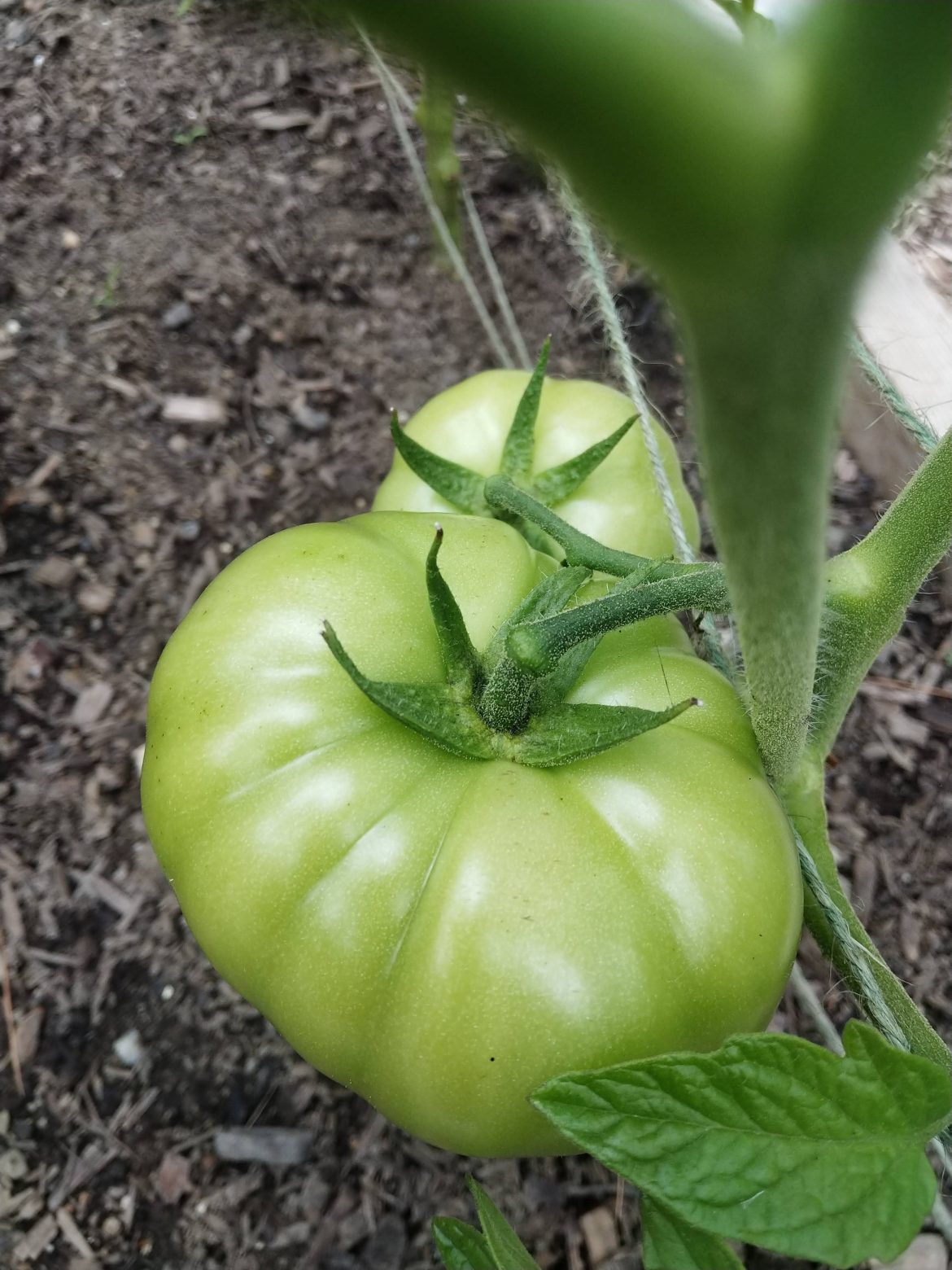 Garden Journal- Volume 6