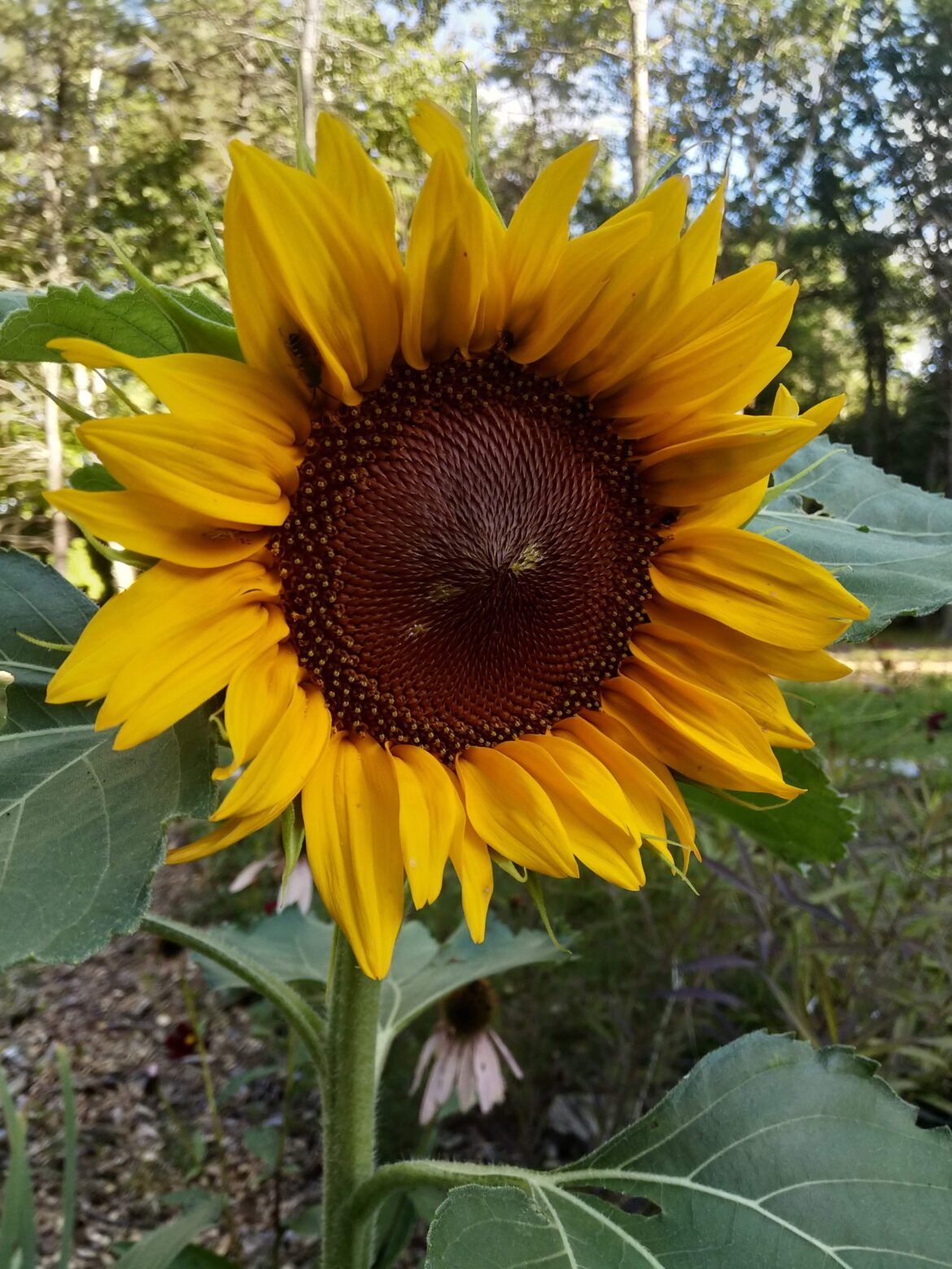 Garden Journal- Volume 8